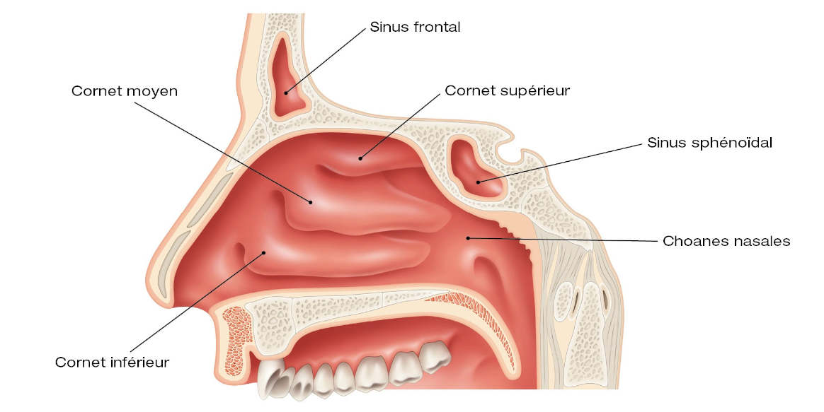 nasal inférieur PhysioStudent